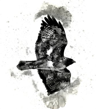 Falcon, arka plan illüstrasyonuna el çizimi ve boya rengi, şahin klasik retro