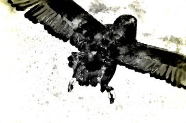 Falcon, arka plan illüstrasyonuna el çizimi ve boya rengi, şahin klasik retro