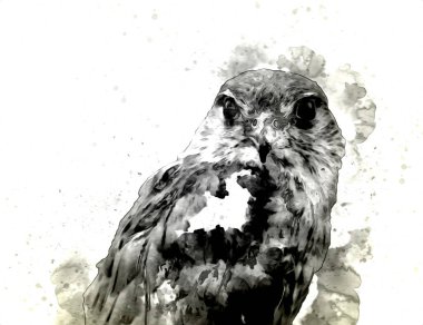 Falcon, arka plan illüstrasyonuna el çizimi ve boya rengi, şahin klasik retro