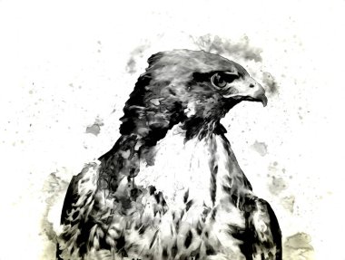 Falcon, arka plan illüstrasyonuna el çizimi ve boya rengi, şahin klasik retro