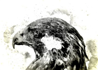 Falcon, arka plan illüstrasyonuna el çizimi ve boya rengi, şahin klasik retro