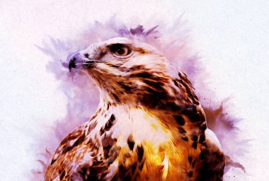 Falcon, arka plan illüstrasyonuna el çizimi ve boya rengi, şahin klasik retro