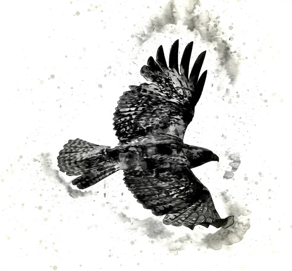 Falcon Přistání Swoop Ruční Kreslení Barvy Pozadí Ilustrace Hawk Vintage — Stock fotografie