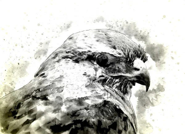 猎鹰着陆俯冲手绘彩绘背景图上的色彩 鹰复古 — 图库照片