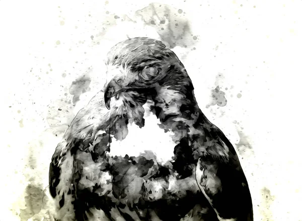 Falcon Atterrissage Swoop Main Dessiner Peindre Couleur Sur Illustration Fond — Photo