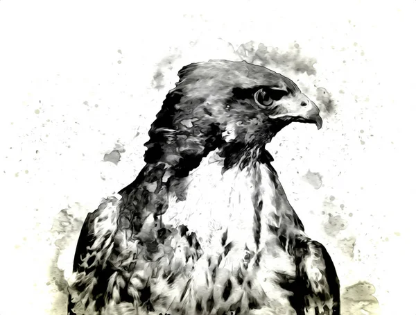 Falcon, arka plan illüstrasyonuna el çizimi ve boya rengi, şahin klasik retro