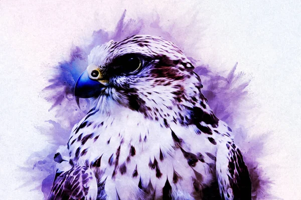 Falcon Aterrizaje Swoop Mano Dibujar Pintar Color Ilustración Fondo Halcón —  Fotos de Stock