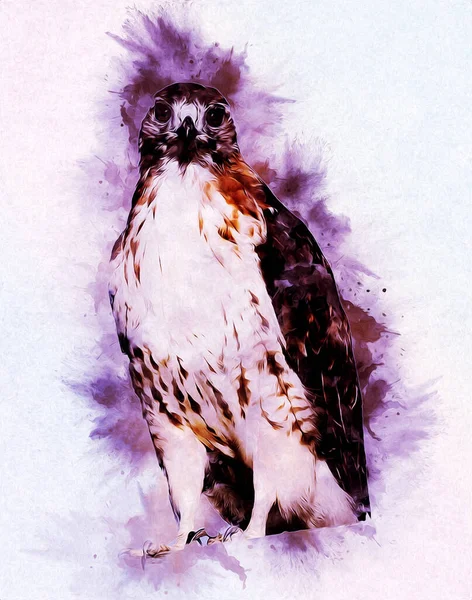 Falcon Landung Swoop Handzeichnung Und Farbe Auf Hintergrund Illustration Hawk — Stockfoto