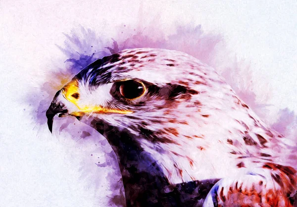 Falcon Aterrizaje Swoop Mano Dibujar Pintar Color Ilustración Fondo Halcón — Foto de Stock