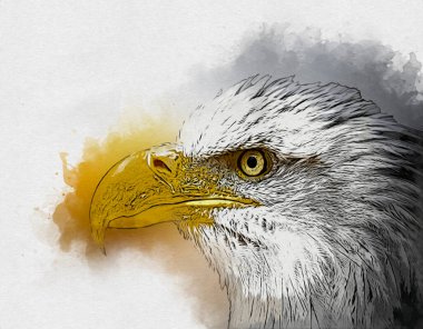 Kel kartal el çizimi ve beyaz arkaplan çizimi üzerine çullanır