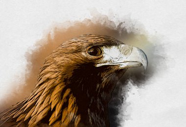 Kel kartal el çizimi ve beyaz arkaplan çizimi üzerine çullanır