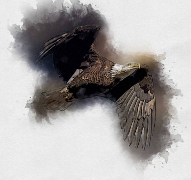 Kel kartal el çizimi ve beyaz arkaplan çizimi üzerine çullanır