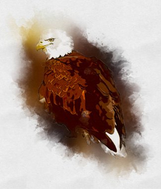 Kel kartal el çizimi ve beyaz arkaplan çizimi üzerine çullanır