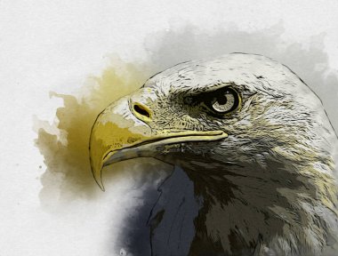 Kel kartal el çizimi ve beyaz arkaplan çizimi üzerine çullanır