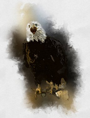 Kel kartal el çizimi ve beyaz arkaplan çizimi üzerine çullanır