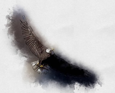 Kel kartal el çizimi ve beyaz arkaplan çizimi üzerine çullanır