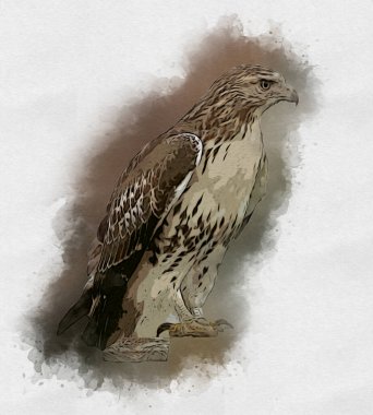 Falcon, arka plan illüstrasyonuna el çizimi ve boya rengi, şahin klasik retro