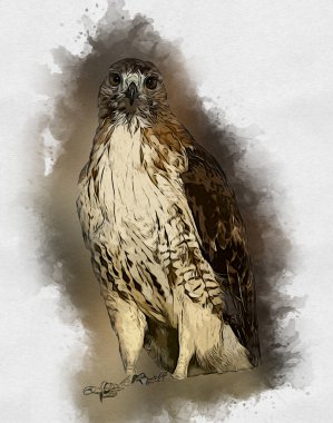 Falcon, arka plan illüstrasyonuna el çizimi ve boya rengi, şahin klasik retro