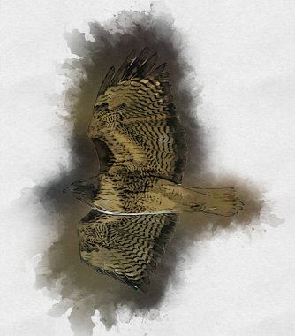 Falcon, arka plan illüstrasyonuna el çizimi ve boya rengi, şahin klasik retro