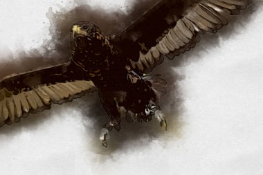 Falcon, arka plan illüstrasyonuna el çizimi ve boya rengi, şahin klasik retro