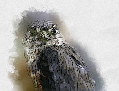 Falcon, arka plan illüstrasyonuna el çizimi ve boya rengi, şahin klasik retro