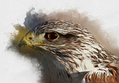 Falcon, arka plan illüstrasyonuna el çizimi ve boya rengi, şahin klasik retro