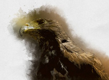 Falcon, arka plan illüstrasyonuna el çizimi ve boya rengi, şahin klasik retro