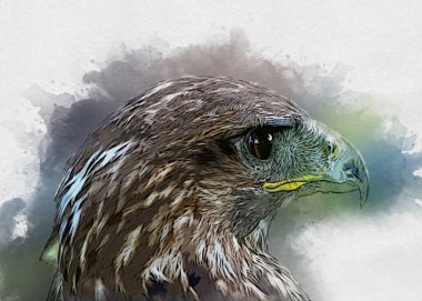 Falcon, arka plan illüstrasyonuna el çizimi ve boya rengi, şahin klasik retro