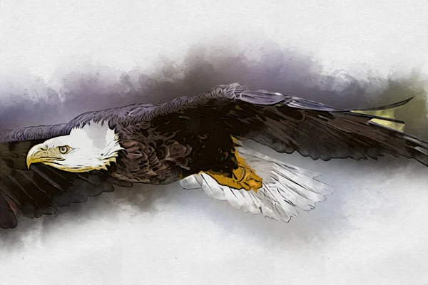 Bald Eagle Swoop Lądowania Strony Rysunku Farby Białym Tle Ilustracji — Zdjęcie stockowe