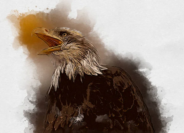 Águila Calva Swoop Aterrizaje Mano Dibujar Pintar Sobre Fondo Blanco —  Fotos de Stock