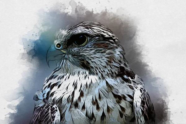 Falcon Přistání Swoop Ruční Kreslení Barvy Pozadí Ilustrace Hawk Vintage — Stock fotografie