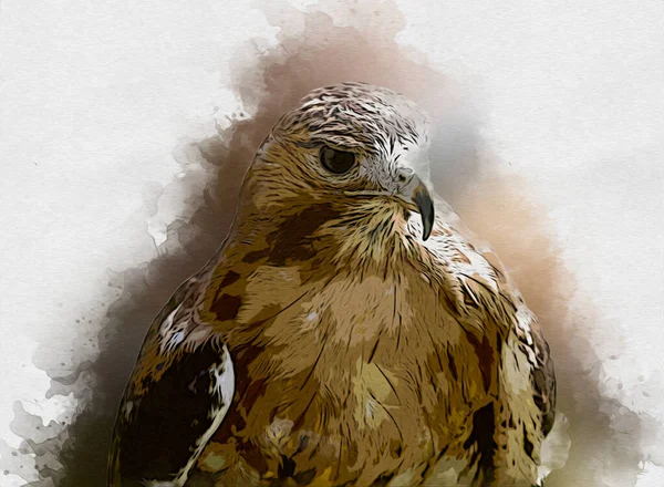 Falcon Přistání Swoop Ruční Kreslení Barvy Pozadí Ilustrace Hawk Vintage — Stock fotografie