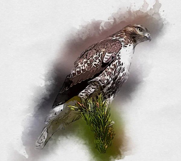 Falcon Atterrissage Swoop Main Dessiner Peindre Couleur Sur Illustration Fond — Photo