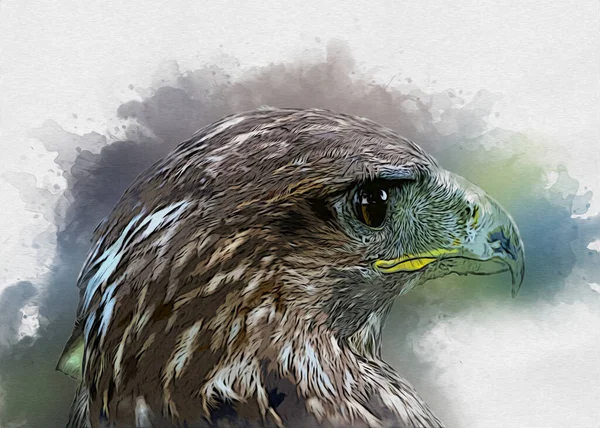 Falcon Atterrissage Swoop Main Dessiner Peindre Couleur Sur Illustration Fond — Photo
