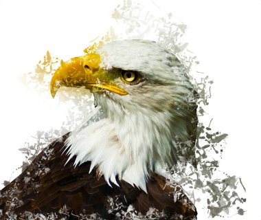Kel kartal el çizimi ve beyaz arkaplan çizimi üzerine çullanır
