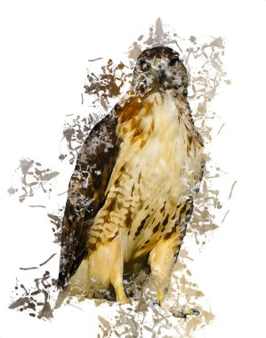 Falcon, arka plan illüstrasyonuna el çizimi ve boya rengi, şahin klasik retro