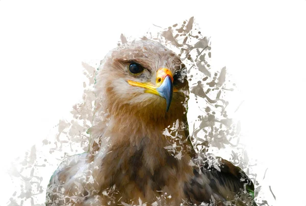 Bald Eagle Swoop Atterrissage Main Dessiner Peindre Sur Fond Blanc — Photo