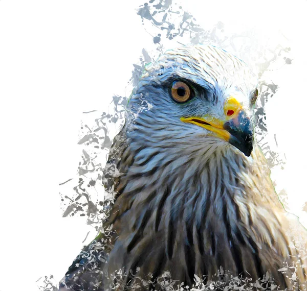 Falcon Landung Swoop Handzeichnung Und Farbe Auf Hintergrund Illustration Hawk — Stockfoto