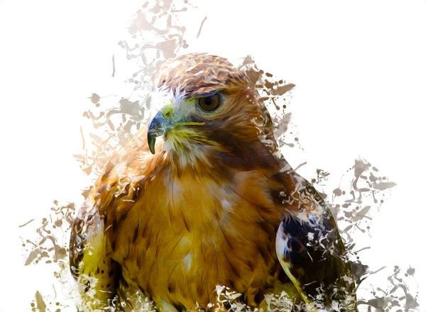 Falco Atterraggio Swoop Mano Disegnare Dipingere Colore Sfondo Illustrazione Falco — Foto Stock