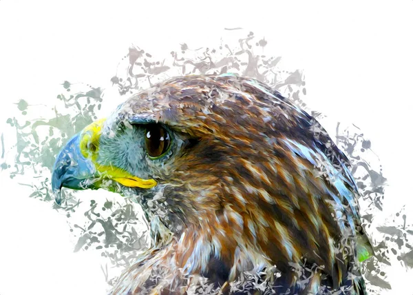 Falcon Aterrizaje Swoop Mano Dibujar Pintar Color Ilustración Fondo Halcón — Foto de Stock