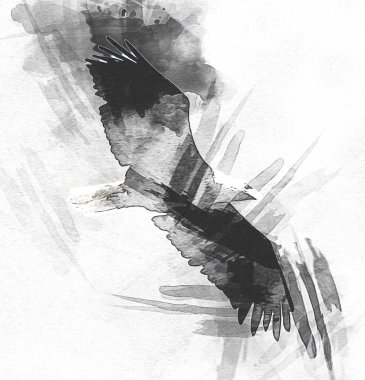 Kel kartal el çizimi ve beyaz arkaplan çizimi üzerine çullanır