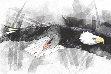 Kel kartal el çizimi ve beyaz arkaplan çizimi üzerine çullanır