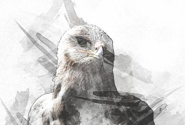 Kel kartal el çizimi ve beyaz arkaplan çizimi üzerine çullanır