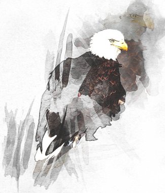 Kel kartal el çizimi ve beyaz arkaplan çizimi üzerine çullanır