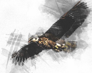 Kel kartal el çizimi ve beyaz arkaplan çizimi üzerine çullanır