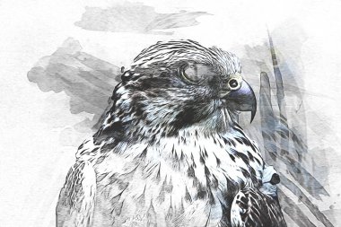 Falcon, arka plan illüstrasyonuna el çizimi ve boya rengi, şahin klasik retro