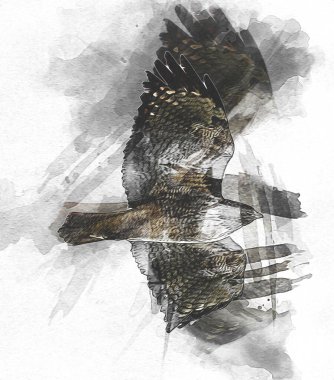 Falcon, arka plan illüstrasyonuna el çizimi ve boya rengi, şahin klasik retro