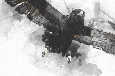 Falcon, arka plan illüstrasyonuna el çizimi ve boya rengi, şahin klasik retro