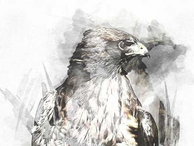 Falcon, arka plan illüstrasyonuna el çizimi ve boya rengi, şahin klasik retro