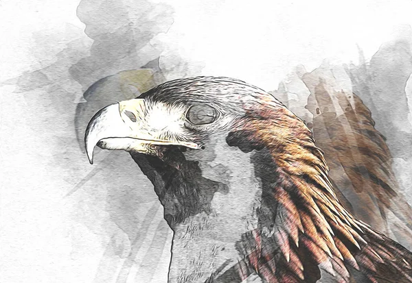 Bald Águia Swoop Desembarque Mão Desenhar Pintar Sobre Fundo Branco — Fotografia de Stock
